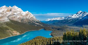 Peyto-Lake-Icefields-Parkway.-Banff-National-Park-Alberta-19-300x155 Peyto Lake