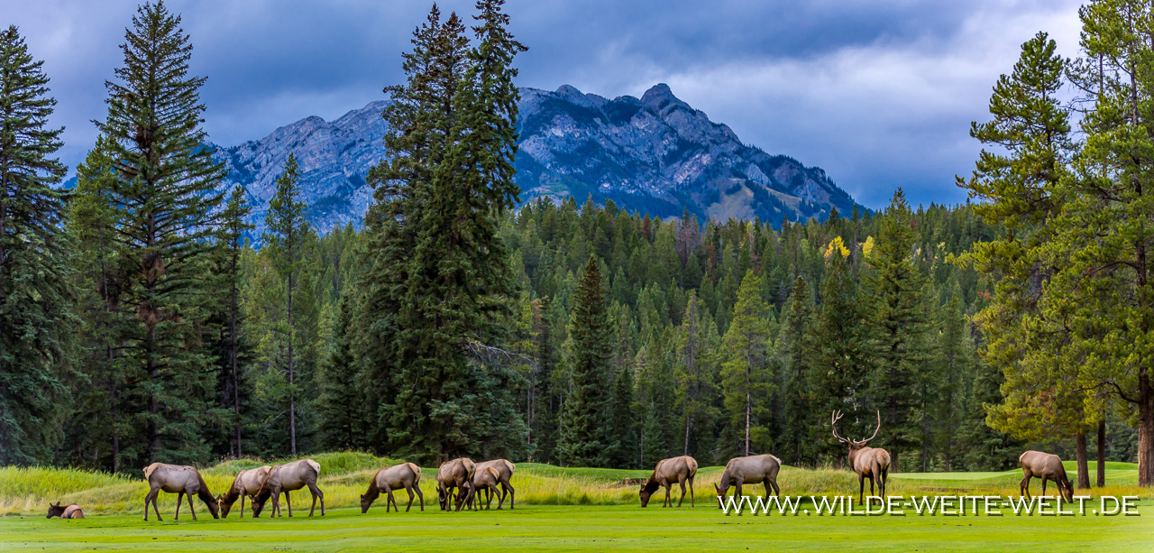 Wapiti-Golf-Course-Loop-Banff-Banff-National-Park-Alberta-35 Wapitis / Elk zur Brunftzeit in Banff [Alberta]