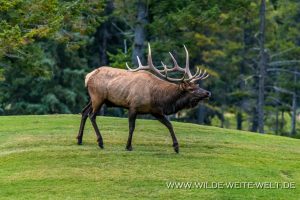 Wapiti-Golf-Course-Loop-Banff-Banff-National-Park-Alberta-20-300x200 Wapiti