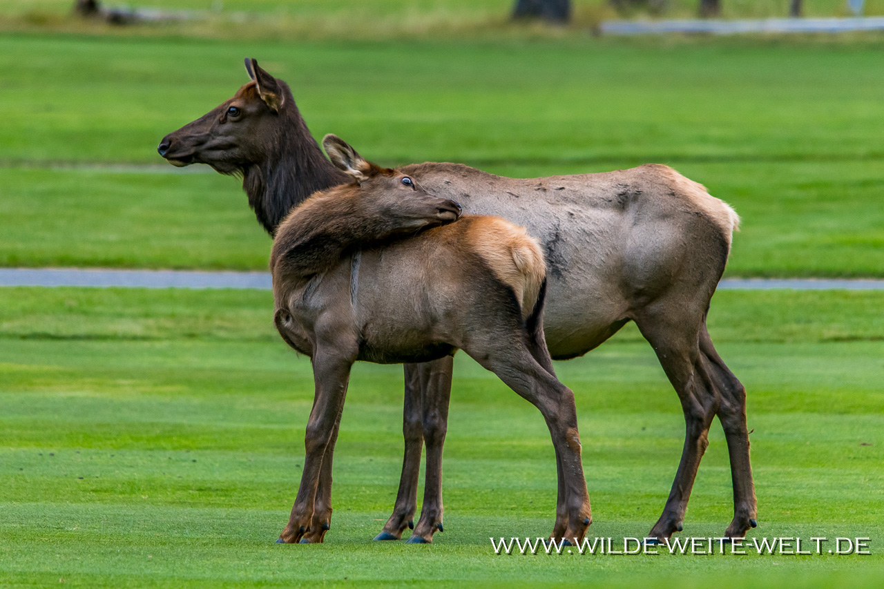 Wapiti-Golf-Course-Loop-Banff-Banff-National-Park-Alberta-35 Wapitis / Elk zur Brunftzeit in Banff [Alberta]