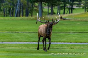 Wapiti-Golf-Course-Loop-Banff-Banff-National-Park-Alberta-26-300x200 Wapiti