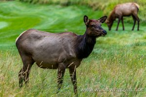 Wapiti-Golf-Course-Loop-Banff-Banff-National-Park-Alberta-59-300x200 Wapiti