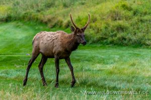 Wapiti-Golf-Course-Loop-Banff-Banff-National-Park-Alberta-64-300x200 Wapiti
