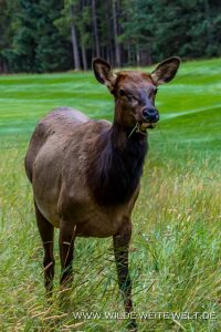 Wapiti-Golf-Course-Loop-Banff-Banff-National-Park-Alberta-75-200x300 Wapiti