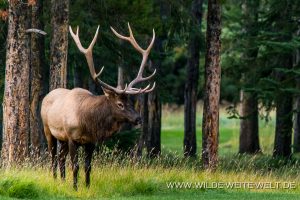 Wapiti-Golf-Course-Loop-Banff-Banff-National-Park-Alberta-90-300x200 Wapiti