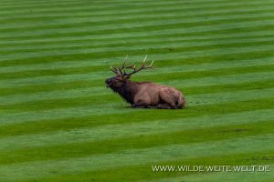 Wapiti-Golf-Course-Loop-Banff.-Banff-National-Park-Alberta-112-300x200 Wapiti