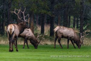 Wapiti-Golf-Course-Loop-Banff.-Banff-National-Park-Alberta-119-300x200 Wapiti