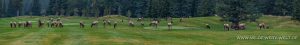 Wapiti-Golf-Course-Loop-Banff.-Banff-National-Park-Alberta-128-300x45 Wapiti