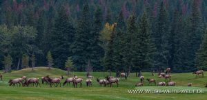 Wapiti-Golf-Course-Loop-Banff.-Banff-National-Park-Alberta-132-300x146 Wapiti
