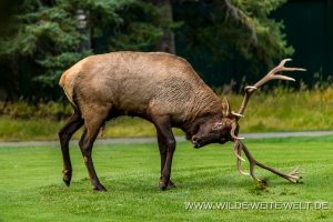 Wapiti-Golf-Course-Loop-Banff.-Banff-National-Park-Alberta-30-300x200 Wapiti