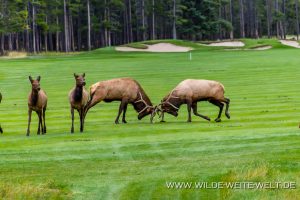 Wapiti-Golf-Course-Loop-Banff.-Banff-National-Park-Alberta-69-300x200 Wapiti