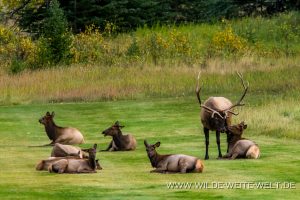 Wapiti-Golf-Course-Loop-Banff.-Banff-National-Park-Alberta-7-300x200 Wapiti