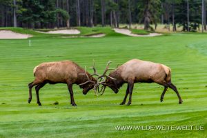 Wapiti-Golf-Course-Loop-Banff.-Banff-National-Park-Alberta-73-300x200 Wapiti