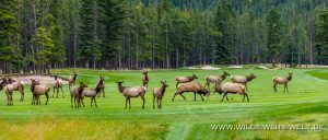 Wapiti-Golf-Course-Loop-Banff.-Banff-National-Park-Alberta-76-300x128 Wapiti