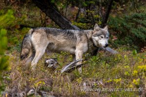 Wolf-3-6-Sunshine-Road-Banff-National-Park-Alberta-10-300x200 Wolf 3-6