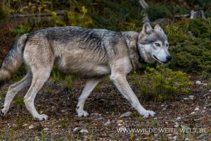 Wolf-3-6-Sunshine-Road-Banff-National-Park-Alberta-13-300x200 Wolf 3-6