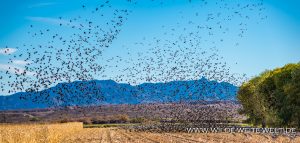 Black-Birds-Cibolla-National-Wildlife-Refuge-Arizona-17-300x143 Black Birds