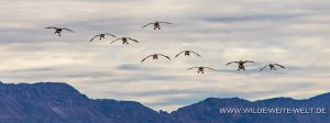 Canada-Geese-Cibolla-National-Wildlife-Refuge-Arizona-17-300x112 Ducks