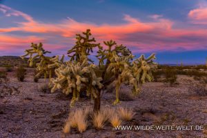 Chain-Fruit-Cholla-Sunset-Cabeza-Prieta-National-WIldlife-Refuge-Ajo-Arizona-3-300x200 Chain Fruit Cholla Sunset