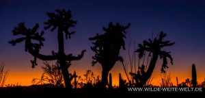 Chain-Fruit-Cholla-at-Sunset-Gilbert-Ray-Campground-Tucson-Mountain-County-Park-Arizona-5-300x143 Chain Fruit Cholla at Sunset