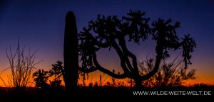 Chain-Fruit-Cholla-at-Sunset-Gilbert-Ray-Campground-Tucson-Mountain-County-Park-Arizona-6-300x144 Chain Fruit Cholla at Sunset