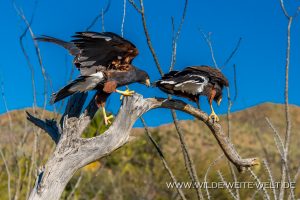 Harris-Hawk-Arizona-Sonora-Desert-Museum-Tucson-Arizona-14-300x200 Harris Hawk