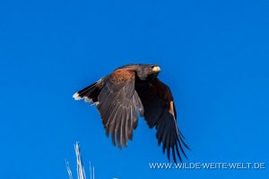 Harris-Hawk-Arizona-Sonora-Desert-Museum-Tucson-Arizona-23-300x200 Harris Hawk