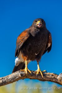 Harris-Hawk-Arizona-Sonora-Desert-Museum-Tucson-Arizona-6-200x300 Harris Hawk