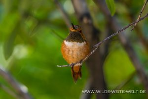 Hummingbird-Arizona-Sonora-Desert-Museum-Tucson-Arizona-12-300x200 Hummingbird