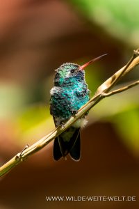 Hummingbird-Arizona-Sonora-Desert-Museum-Tucson-Arizona-16-200x300 Hummingbird