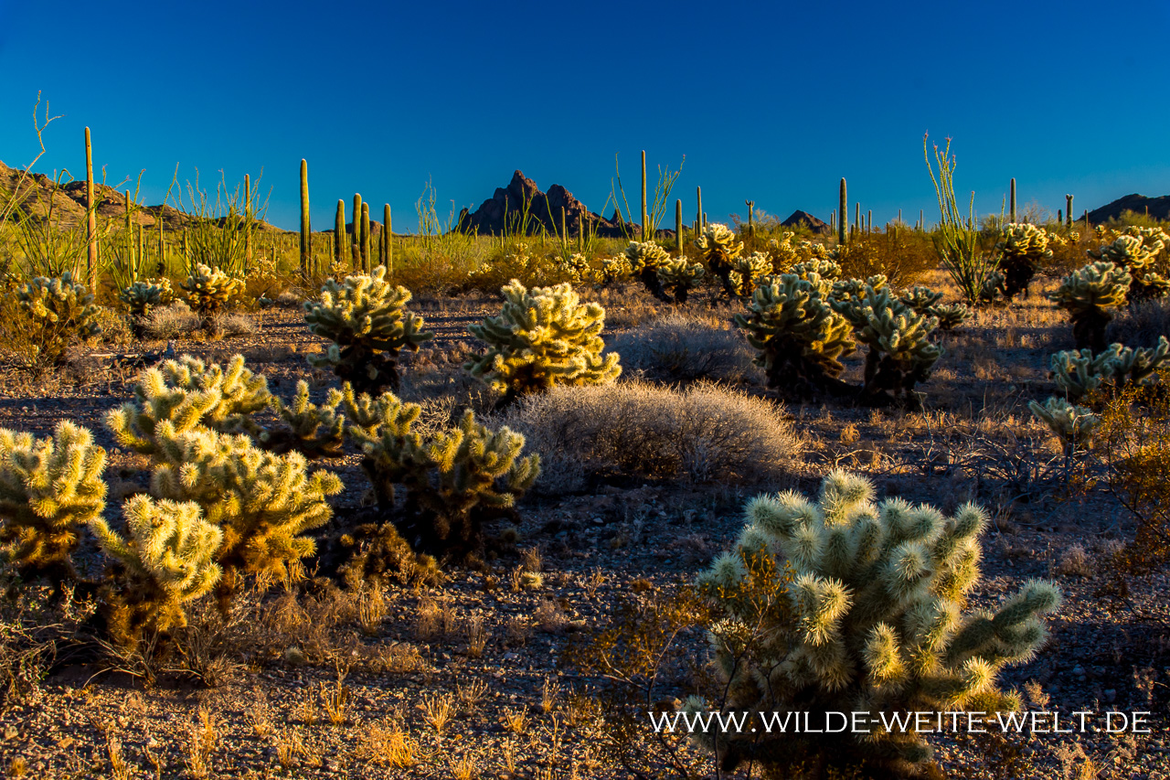 Saguaro-Cabeza-Prieta-National-WIldlife-Refuge-Ajo-Arizona-12 Cabeza Prieta National Wildlife Refuge: Saguaro & Sonora Desert