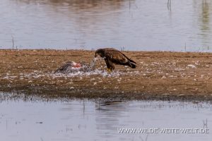 Juvenile-Bald-Eagle-Cibolla-National-Wildlife-Refuge-Arizona-5-300x200 Juvenile Bald Eagle