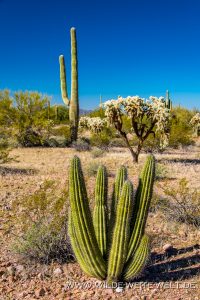 Organ-Pipe-Cactus-und-Saguaro-Alamo-Canyon-Organ-Pipe-Cactus-National-Monument-Arizona-200x300 Organ Pipe Cactus und Saguaro