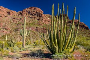Organ-Pipe-Cactus-und-Saguaro-Alamo-Canyon-Organ-Pipe-Cactus-National-Monument-Arizona-4-300x200 Organ Pipe Cactus und Saguaro