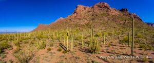 Saguaro-Aerial-Alamo-Canyon-Organ-Pipe-Cactus-National-Monument-Arizona-5-300x124 Saguaro Aerial