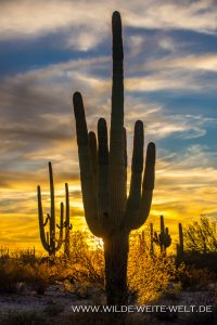 Saguaro-Cabeza-Prieta-National-WIldlife-Refuge-Ajo-Arizona-12-200x300 Saguaro