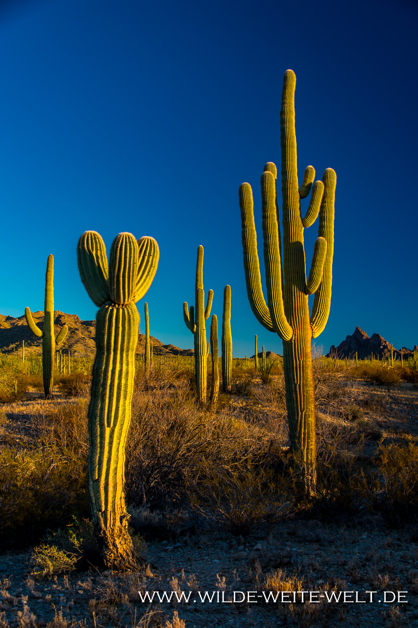 Saguaro-Cabeza-Prieta-National-WIldlife-Refuge-Ajo-Arizona-12 Cabeza Prieta National Wildlife Refuge: Saguaro & Sonora Desert