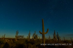 Saguaro-at-night-Cabeza-Prieta-National-WIldlife-Refuge-Arizona-6-300x200 Saguaro at night