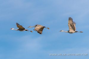 Sandhill-Cranes-Cibolla-National-Wildlife-Refuge-Arizona-38-300x200 Sandhill Cranes