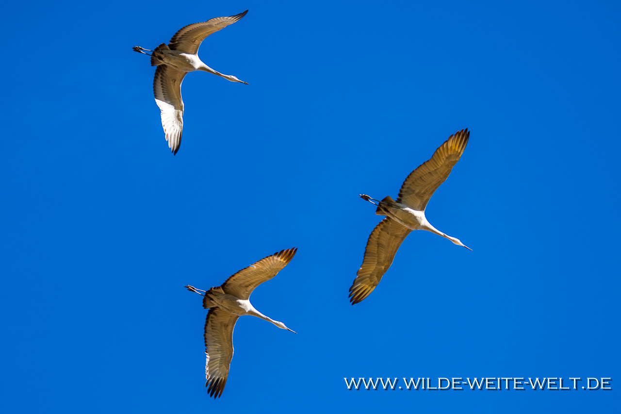 Hawk-Cibolla-National-Wildlife-Refuge-Arizona-6 Cibola National Wildlife Refuge: Sandhill Cranes [Arizona]