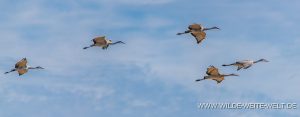 Sandhill-Cranes-Cibolla-National-Wildlife-Refuge-Arizona-52-300x117 Sandhill Cranes