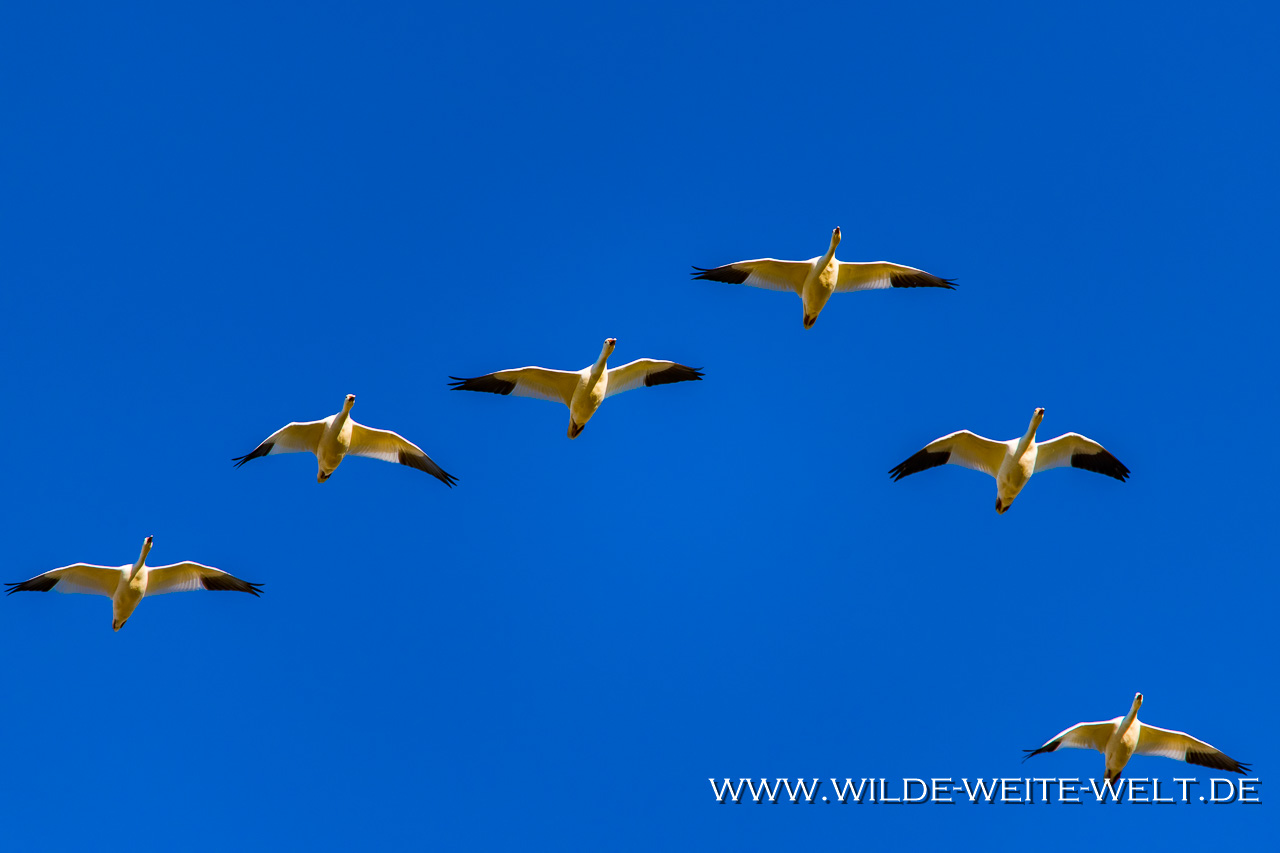 Hawk-Cibolla-National-Wildlife-Refuge-Arizona-6 Cibola National Wildlife Refuge: Sandhill Cranes [Arizona]