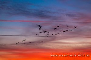 Snow-Geese-at-Sunset-Cibolla-National-Wildlife-Refuge-Arizona-300x200 Snow Geese at Sunset