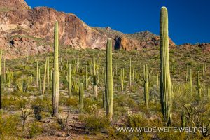 Sonoran-Desert-Landscape-Ajo-Mountain-Loop-Organ-Pipe-Cactus-National-Monument-Arizona-20-300x200 Sonoran Desert Landscape