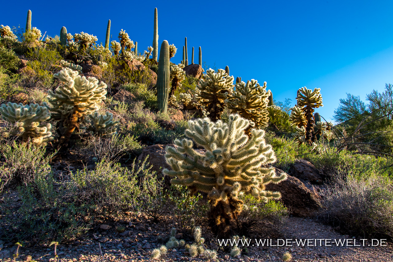 Sonoran-Desert-Landscape-Ironwood-Picnic-Area-Tucson-Mountain-County-Park-Arizona-36 Tuscon Mountain Park & Arizona Sonora Desert Museum