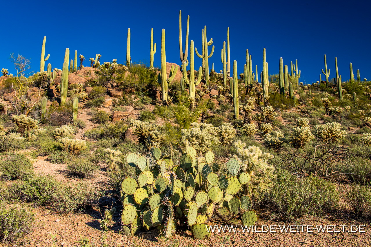Sonoran-Desert-Landscape-Ironwood-Picnic-Area-Tucson-Mountain-County-Park-Arizona-36 Tuscon Mountain Park & Arizona Sonora Desert Museum