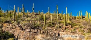 Sonoran-Desert-Landscape-King-Canyon-Tucson-Mountain-County-Park-Arizona-17-300x131 Sonoran Desert Landscape