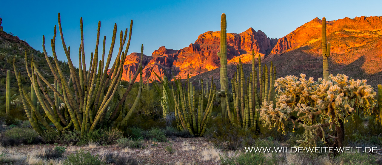 Organ-Pipe-Cactus-und-Saguaro-Alamo-Canyon-Organ-Pipe-Cactus-National-Monument-Arizona-4 Organ Pipe National Monument: Saguaros & Organ Pipe Cacti