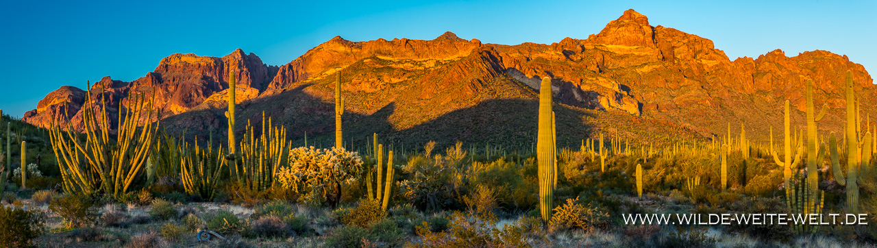 Organ-Pipe-Cactus-und-Saguaro-Alamo-Canyon-Organ-Pipe-Cactus-National-Monument-Arizona-4 Organ Pipe National Monument: Saguaros & Organ Pipe Cacti