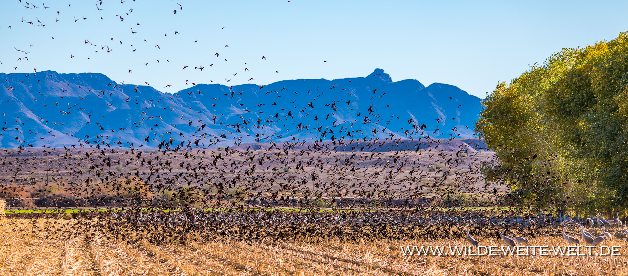 Black-Birds-Cibolla-National-Wildlife-Refuge-Arizona-8 Vogelschwärme: Blackbirds [Arizona]